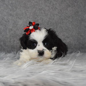 Mal Shi Puppy For Sale – Holly, Female – Deposit Only