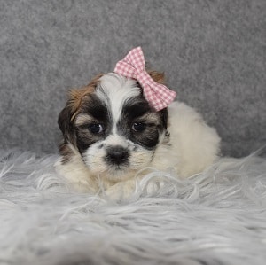Mal Shi Puppy For Sale – Molly, Female – Deposit Only