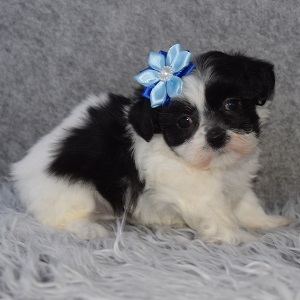Mal Shi Puppy For Sale – Pita, Female – Deposit Only