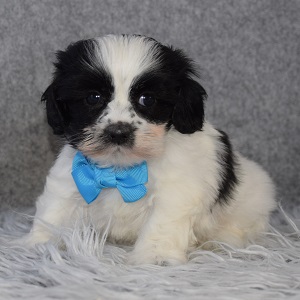 Mal Shi Puppy For Sale – Pumpernickel, Male – Deposit Only
