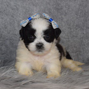 Mal Shi Puppy For Sale – Tibby, Female – Deposit Only