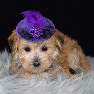 Wynne Shimorkie puppy for sale in NY