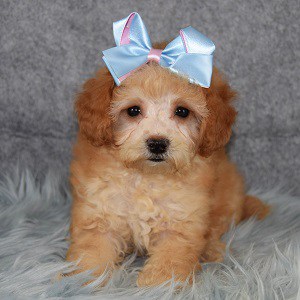 Barbara Cavachonpoo puppy for sale in VA