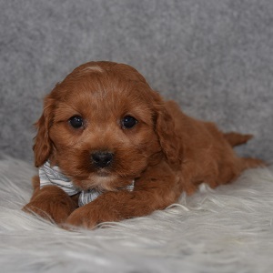 Cockapoolier Puppy For Sale – Beethoven, Male Deposit Only