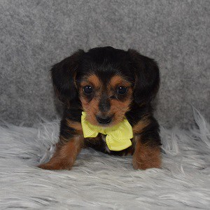 Dorkie Puppy For Sale – Boo, Male – Deposit Only