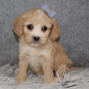 Cavachonpoo Puppy For Sale – Chloe, Female – Deposit Only