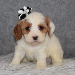 Cavachonpoo Puppy For Sale – Claire, Female – Deposit Only