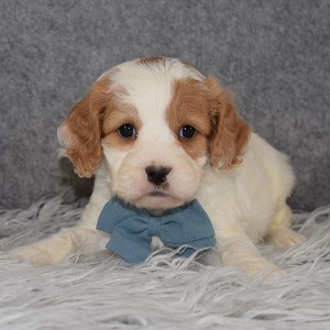 Cavachonpoo Puppy For Sale – Clay, Male – Deposit Only