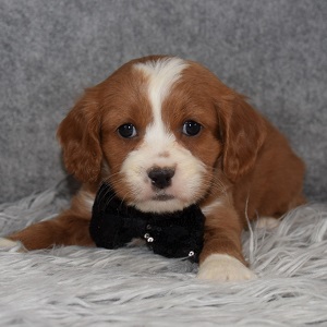 Cavachonpoo Puppy For Sale – Cohen, Male – Deposit Only
