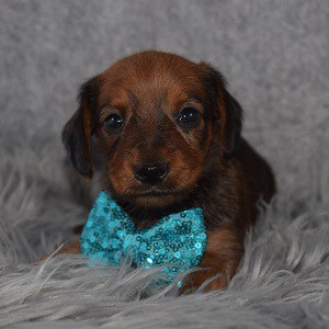Dorkie Puppy For Sale – Colt, Male – Deposit Only