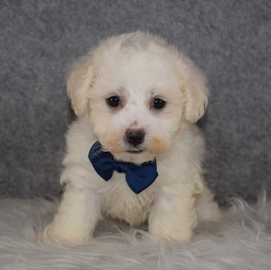 Maltichon Puppy For Sale – Harrison, Male – Deposit Only