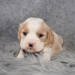 Cockapoolier Puppy For Sale – Jameson, Male – Deposit Only