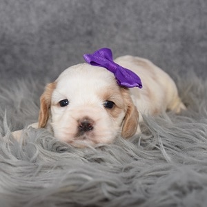 Cockapoolier Puppy For Sale – Jasmine, Female Deposit Only