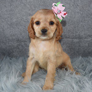Nyla Cockapoolier puppy for sale in MA