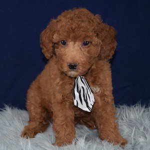 Rusty Cavachonpoo puppy for sale in PA