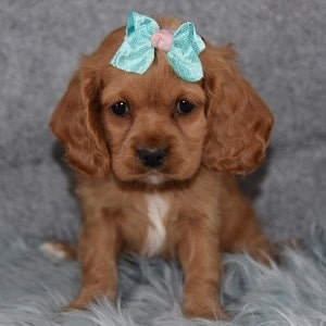 Savannah Cockapoolier puppy for sale in MA