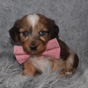 Dorkie Puppy For Sale – Kit, Male – Deposit Only