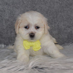 Shichontese Puppy For Sale – Pudding, Male – Deposit Only