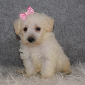 Westiepoo Puppy For Sale – Teensy, Female – Deposit Only