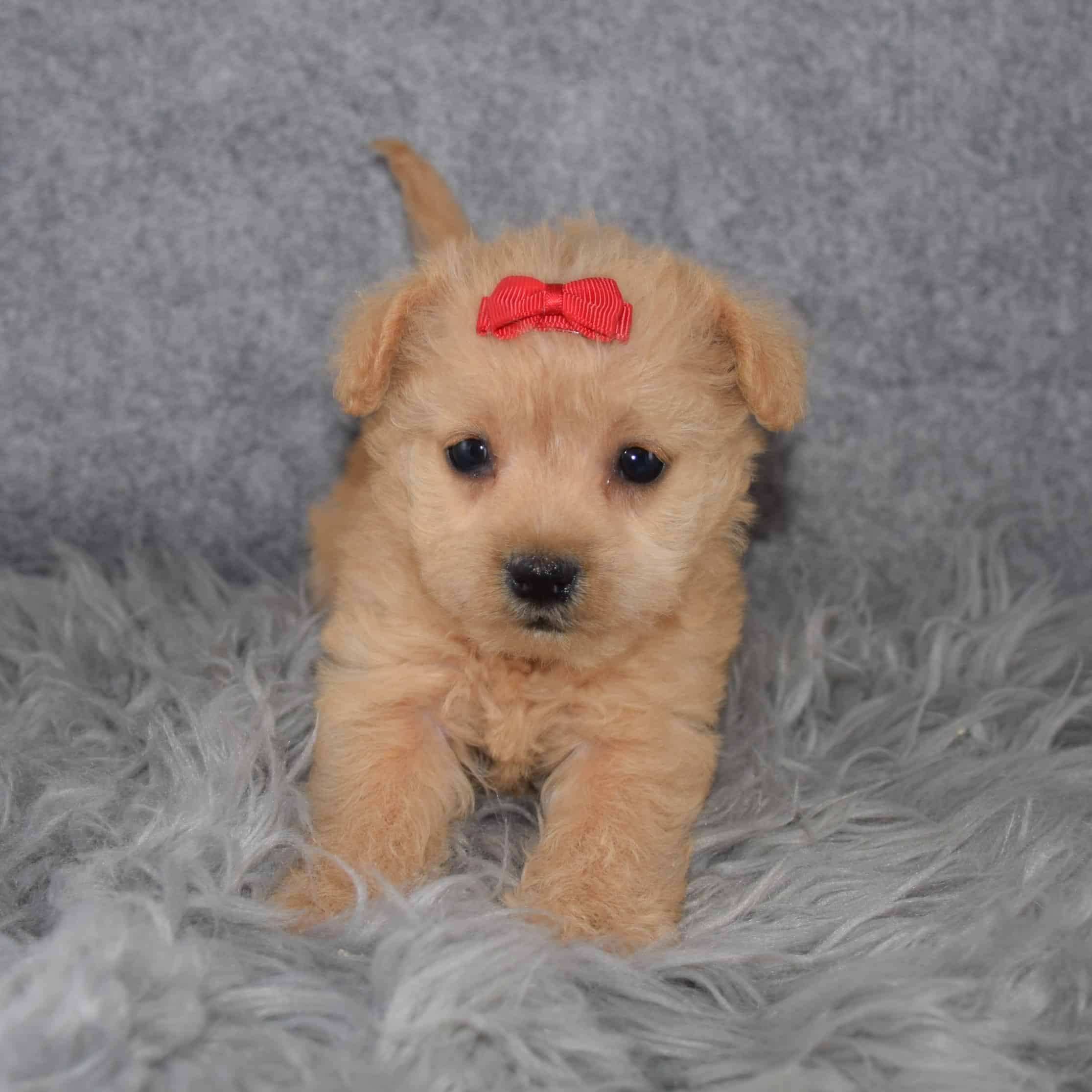 Westiepoo Puppy For Sale – Willa, Female – Deposit Only
