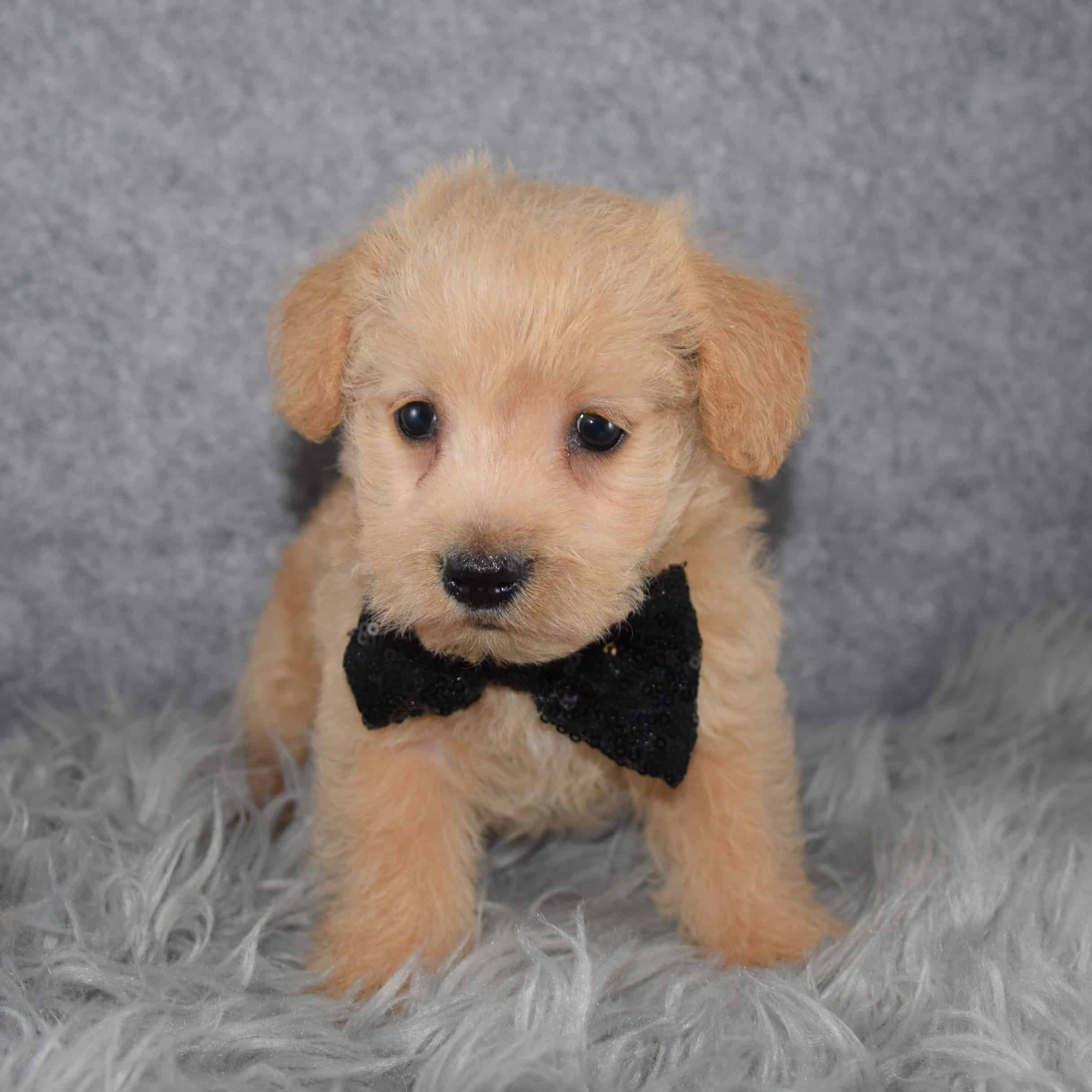 Westiepoo Puppy For Sale – Willie, Male – Deposit Only