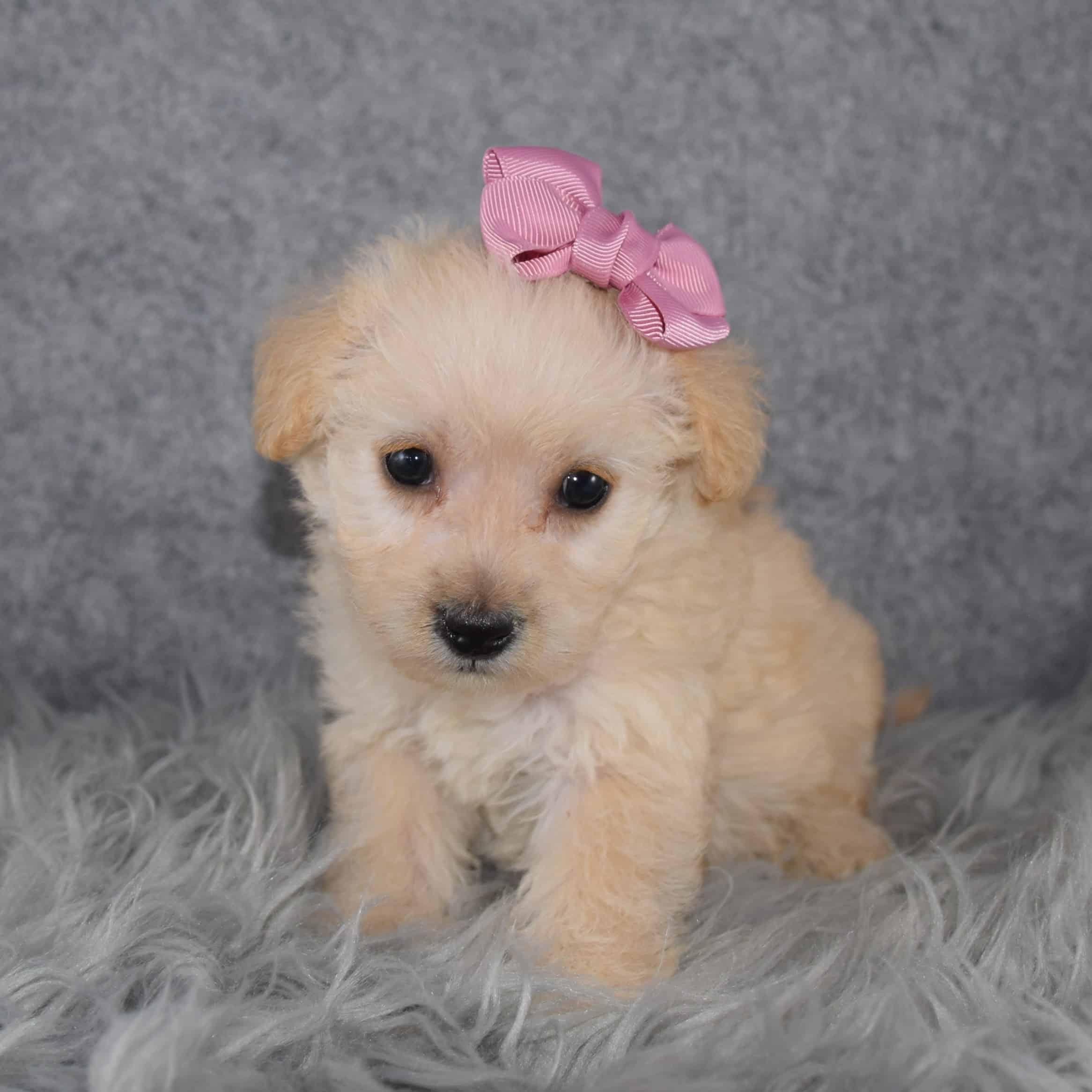 Westiepoo Puppy For Sale – Willow, Female – Deposit Only