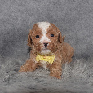 Bichonpoo Puppy For Sale – Christian, Male – Deposit Only