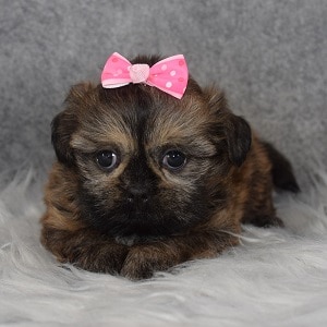 Shih Tzu Puppy For Sale – Harper, Female – Deposit Only