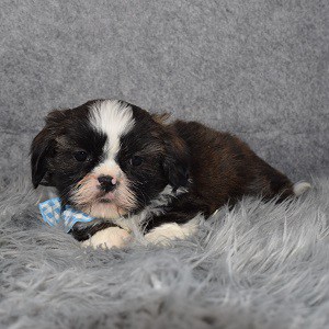 Male Shih Tzu Puppy For Sale Malcolm | Puppies For Sale in ...