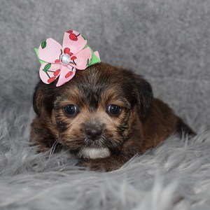 Shorkie Puppy For Sale – Rizzo, Female – Deposit Only