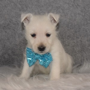 Westie Puppy For Sale – Simon, Male – Deposit Only