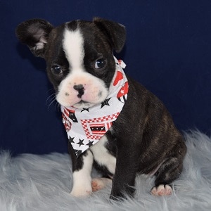 Goose Frenchton puppy for sale in PA