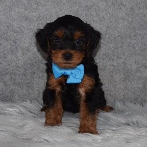 Yorkiepoo Puppy For Sale – Lark, Male – Deposit Only