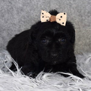 Yorkiepoo Puppy For Sale – Lark, Female – Deposit Only