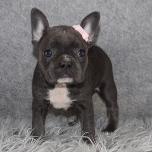 Frenchton Puppy For Sale – Macaroni, Female – Deposit Only