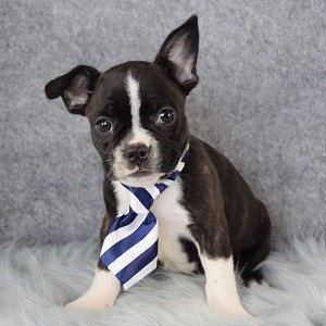 Partridge Frenchton puppy for sale in VA