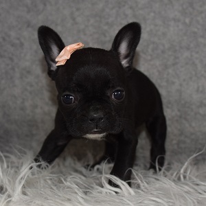 Frenchton Puppy For Sale – Pastina, Female – Deposit Only