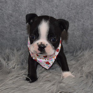 Frenchton Puppy For Sale – Tootsie, Female – Deposit Only