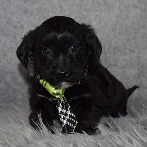 Yorkiepoo Puppy For Sale – Winter, Male – Deposit Only