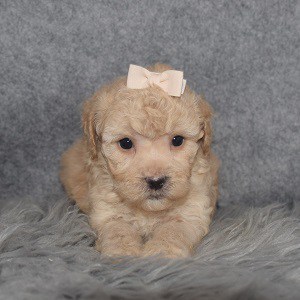 Bichonpoo Puppy For Sale – Christabel, Female – Deposit Only