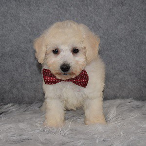 Bichonpoo Puppy For Sale – Jeffrey, Male – Deposit Only
