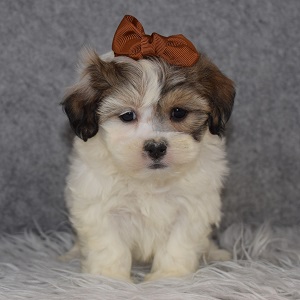 Shichon Puppy For Sale – Winifred, Female – Deposit Only