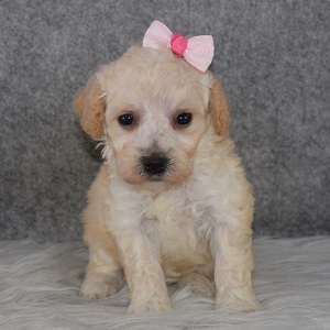 Bichonpoo Puppy For Sale – Zoey, Female – Deposit Only
