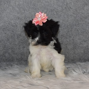 Havanese Puppy For Sale – Blythe, Female – Deposit Only
