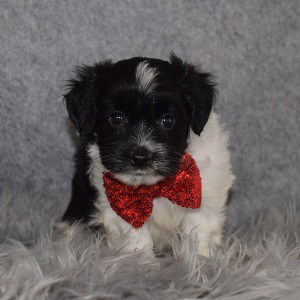 Havanese Puppy For Sale – Henry, Male – Deposit Only