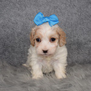 Cavachon Puppy For Sale – Mirabel, Female – Deposit Only