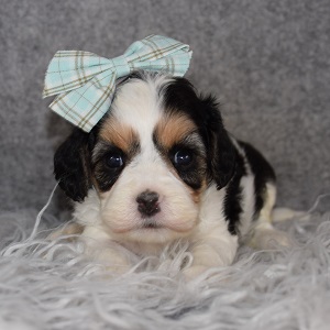 Cavachon Puppy For Sale – Scout, Female – Deposit Only