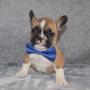 French Bulldog Puppy For Sale – Meatball, Male – Deposit Only