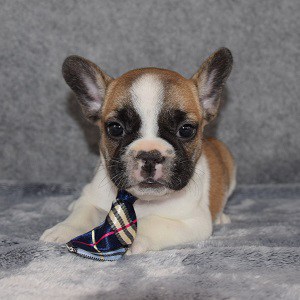 French Bulldog Puppy For Sale – Porkchop, Male – Deposit Only