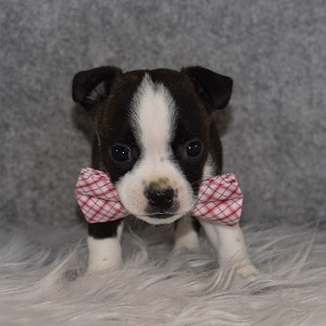 BoJack Puppy For Sale – Benji, Male – Deposit Only